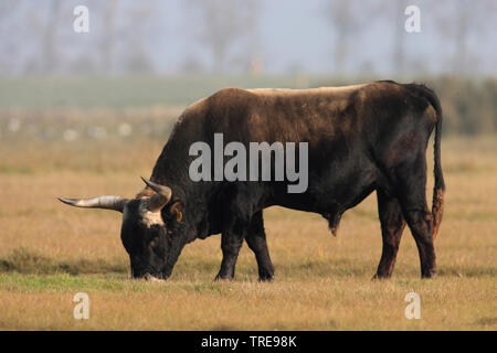 Bovins Heck (Bos primigenius f. taurus), le pâturage Homme, Pays-Bas Banque D'Images