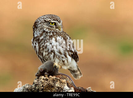 Chouette chevêche (Athene noctua), avec la souris capturées, Espagne Banque D'Images