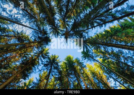 L'épinette de Norvège (Picea abies), forêt de sapins, vue sur le ciel, Suisse, Berner Alpen Banque D'Images