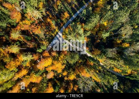 Forêt d'automne dans la région de Zuercher bernois, drone photo, Suisse, Zuercher bernois Banque D'Images