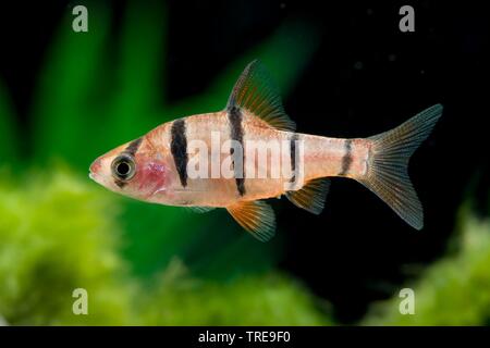 Cinq-banded barb, Fiveband Desmopuntius Barbara (pentazona pentazona, Barbodes, Barbus pentazona pentazona Capoeta pentazona, Puntius pentazona,, Systomus pentazona), piscine, vue de côté Banque D'Images