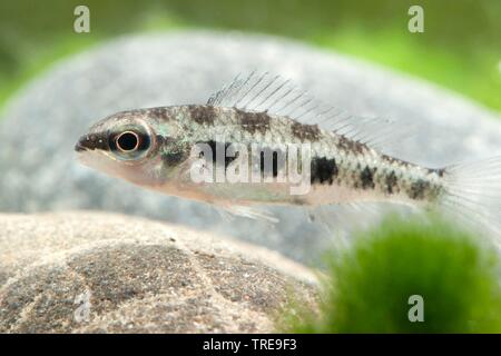 Cichlid en échiquier, fork-tailed checkerboard damier, cichlid cichlid (Dicrossus filamentosus, Crenicara filamentosa), piscine, vue de côté Banque D'Images