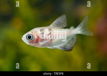 Tetra noir, jupe noire, tetra tetra Petticoat, haut-fin jupe noire black widow, tetra Gymnocorymbus ternetzi tetra (), piscine, vue de côté Banque D'Images