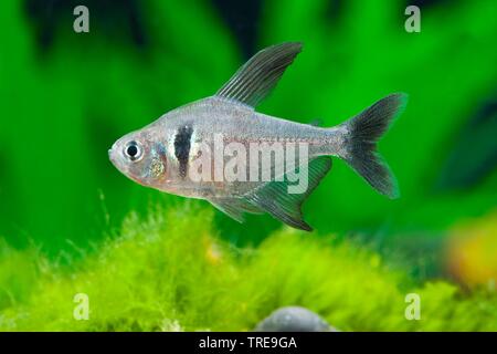 Tetra fantôme noir (Hyphessobrycon megalopterus, rogoaguae Megalamphodus Megalamphodus megalopterus,), natation, side view Banque D'Images