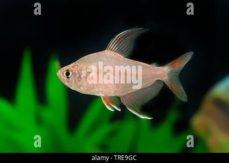 Tetra Hyphessobrycon rosaceus (rose), piscine, vue de côté Banque D'Images