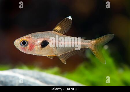 Fantôme rouge (tetra Hyphessobrycon sweglesi, Megalamphodus sweglesi), piscine, vue de côté Banque D'Images