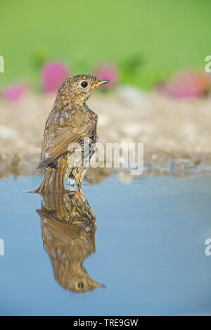 European robin (Erithacus rubecula aux abords), immatures avec image miroir, Italie, Aoste Banque D'Images