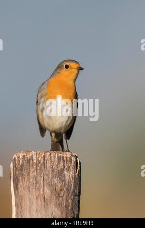 European robin (Erithacus rubecula aux abords), sur un poteau, Italie Banque D'Images