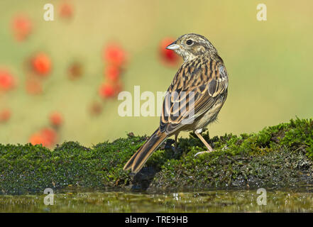 Rock (Emberiza cia), se situe à la rive, Italie Banque D'Images