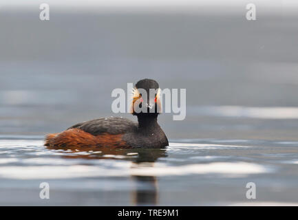 Grèbe à cou noir (Podiceps nigricollis), la baignade en été, le plumage de l'Italie Banque D'Images