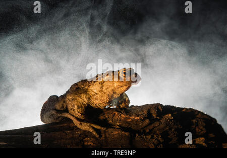 European crapaud commun (Bufo bufo), est assis sur un morceau de bois dans la nuit, Italie Banque D'Images