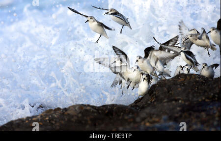 Le Bécasseau variable (Calidris alpina), l'atterrissage troupeau avec surge, Pays-Bas Banque D'Images