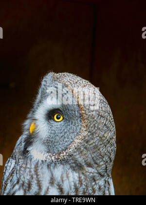 Chouette de l'Oural (Strix uralensis), portrait, Allemagne Banque D'Images