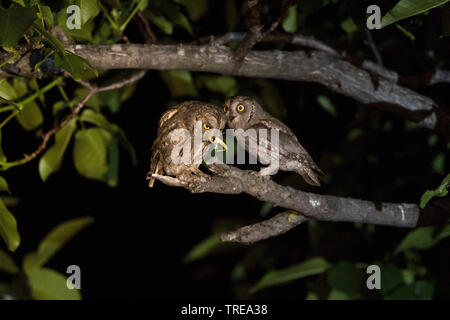 Eurasian scops (Otus scops), deux d'eurasie scops hiboux sur une branche avec les proies, Italie Banque D'Images