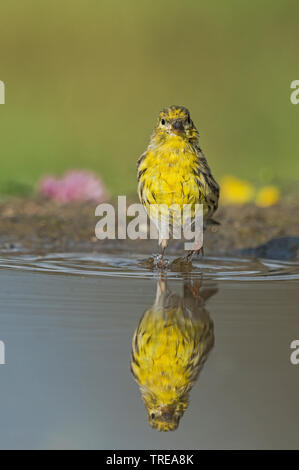 European serin serinus Serinus), baignade, Italie, Aoste Banque D'Images