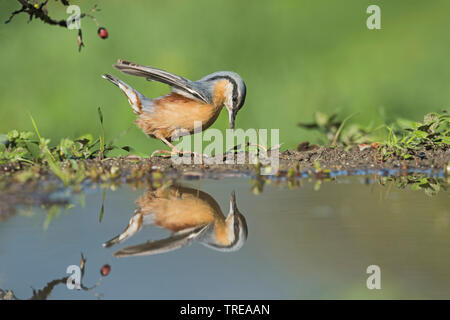 Sittelle torchepot (Sitta europaea), de recherche de nourriture au bord de l'eau, vue de côté, l'Italie, Aoste Banque D'Images