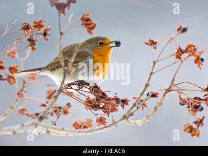 European robin (Erithacus rubecula aux abords), avec berry dans le projet de loi, l'Italie, Aoste Banque D'Images