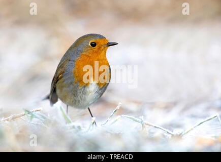 European robin (Erithacus rubecula aux abords), dans la neige, l'Italie, Aoste Banque D'Images