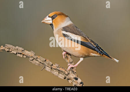 (Coccothraustes coccothraustes hawfinch), homme perché sur une branche, Italie Banque D'Images