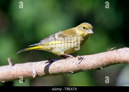 Green finch (Carduelis chloris) jardin dans l'East Sussex, UK Banque D'Images