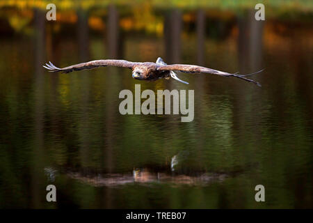 Pygargue à queue blanche (Haliaeetus albicilla), volant au-dessus de l'eau, République Tchèque Banque D'Images