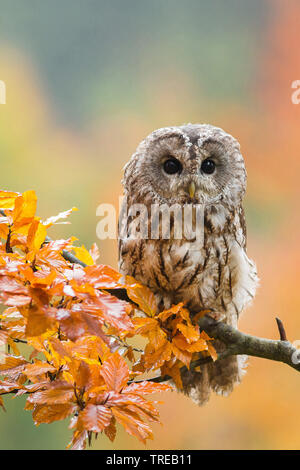 Chouette hulotte eurasien (Strix Aluco enr), assis sur une branche en automne, République Tchèque Banque D'Images