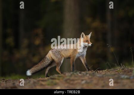 Le renard roux (Vulpes vulpes), promenades en forêt, République Tchèque Banque D'Images