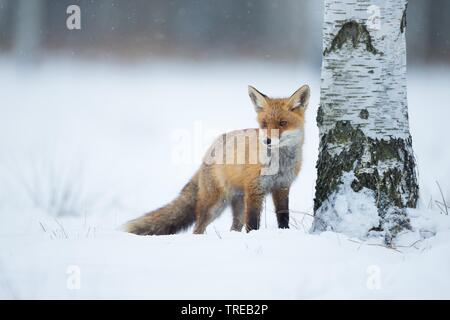 Le renard roux (Vulpes vulpes), se dresse dans la neige à côté d'un bouleau, République Tchèque Banque D'Images