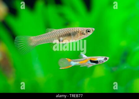 Endler's guppy Endler livebearer, le Dovermolly, Poecilia wingei (paire), piscine Banque D'Images