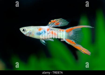 Endler's guppy Endler livebearer, le Dovermolly (Poecilia wingei,), sous forme de reproduction Gabelschwanz Banque D'Images