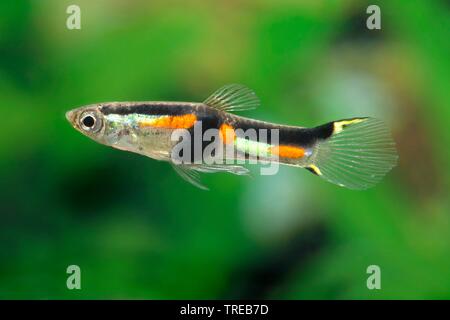 Endler's guppy Endler livebearer, le Dovermolly (Poecilia wingei,), sous forme de reproduction Rio Oro Banque D'Images