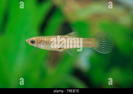 Endler's guppy Endler livebearer, le Dovermolly (Poecilia wingei,), sous forme de reproduction Rio Oro Banque D'Images