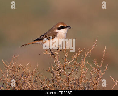 Migratrice (Lanius isabellinus Turkestan, Lanius phoenicuroides phoenicuroides), homme, de l'Ouzbékistan Banque D'Images