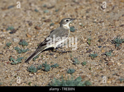 Bergeronnette printanière-noir (Motacilla flava feldegg, Motacilla feldegg), se dresse sur le terrain, de l'Ouzbékistan Banque D'Images