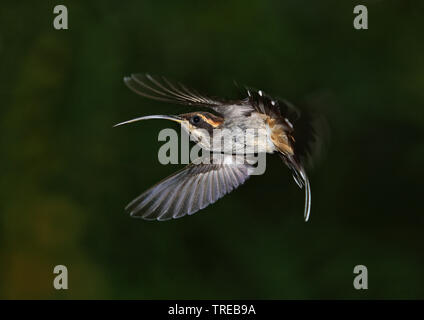 Échelle-browed Warbler (Phaethornis eurynome eurynome), en vol, Brésil Banque D'Images