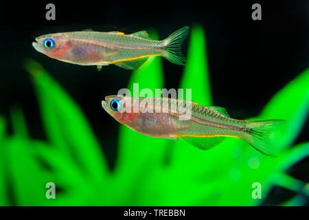 Queue fourchue (rainbowfish Pseudomugil furcatus, Popondichthys furcatus), piscine, vue de côté Banque D'Images