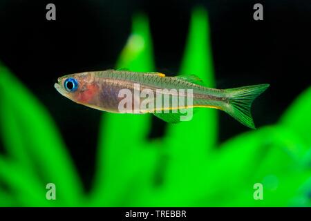 Queue fourchue (rainbowfish Pseudomugil furcatus, Popondichthys furcatus), piscine, vue de côté Banque D'Images
