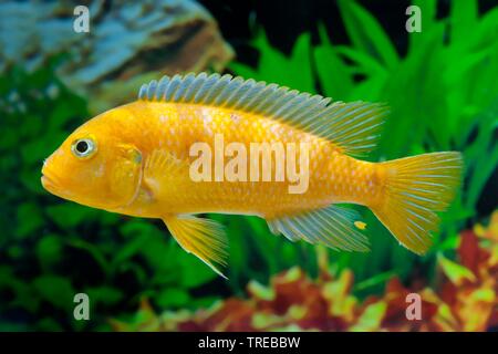 Lombardo (cichlidés Pseudotropheus lombardoi Maylandia lombardoi Pseudotropheus,, liliancinius), piscine, vue de côté Banque D'Images