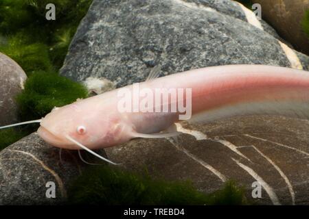 Le poisson-chat européen, Wels, sheatfish, silure (Silurus glanis), sous forme de reproduction Albino Banque D'Images