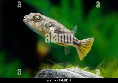 Nil (puffer Tetraodon fahaka), piscine, vue de côté Banque D'Images