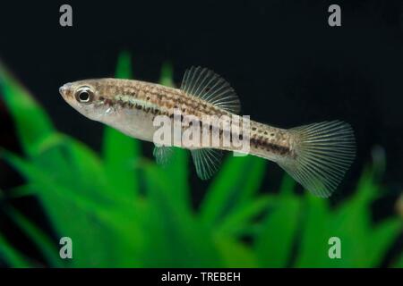 Montezuma porte-épée (Xiphophorus montezumae), piscine, vue de côté Banque D'Images