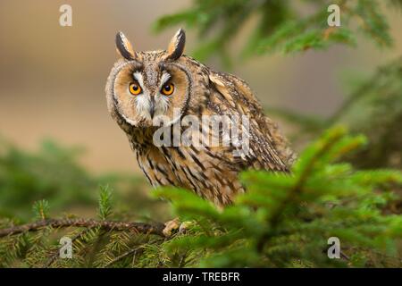 Long-eared Owl (Asio otus), assis sur une branche, République Tchèque Banque D'Images