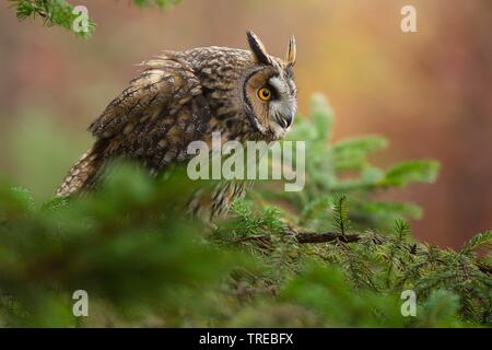 Long-eared Owl (Asio otus), assis sur une branche, République Tchèque Banque D'Images