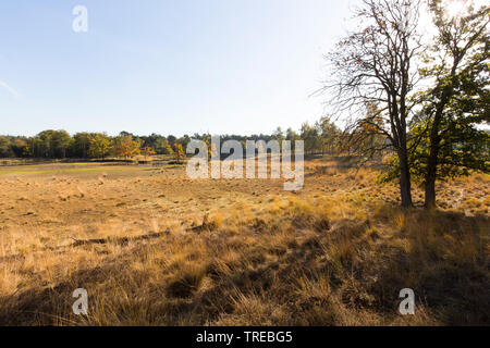 Kalmthoutse Heath en automne, Pays-Bas, Brabant, Grenzpark Kalmthoutse Heide Banque D'Images