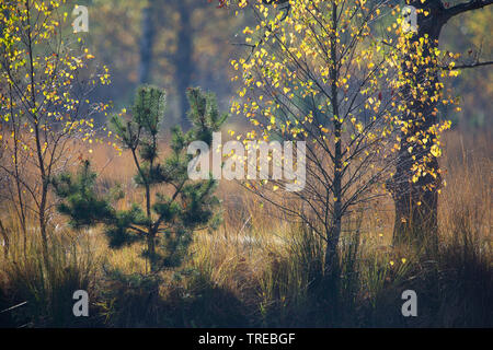 Pin sylvestre, le pin sylvestre (Pinus sylvestris), le pin et le bouleau à la Kalmthoutse Heath en automne, Pays-Bas, Brabant, Grenzpark Kalmthoutse Heide Banque D'Images