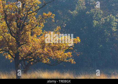 Le chêne commun, le chêne pédonculé, chêne pédonculé (Quercus robur. Quercus walkeri), à l'automne, Pays-Bas, Brabant, Grenzpark Kalmthoutse Heide Banque D'Images