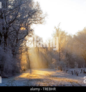 Soleil brille à travers la forêt blanche d'hiver, Pays-Bas, Katwijk Banque D'Images