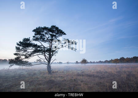 Kalmthoutse Heath en automne, Pays-Bas, Brabant, Grenzpark Kalmthoutse Heide Banque D'Images