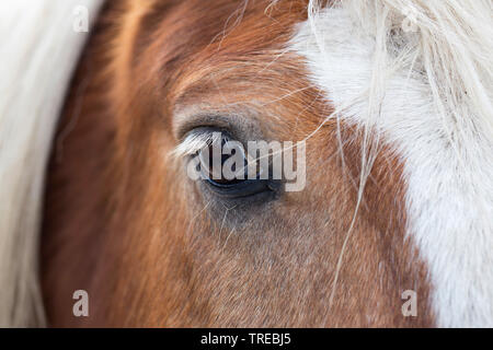 Cheval domestique (Equus caballus przewalskii. f), l'œil af un cheval brun avec blanc manes, looking at viewer, Pays Bas, Hollande-du-Sud Banque D'Images