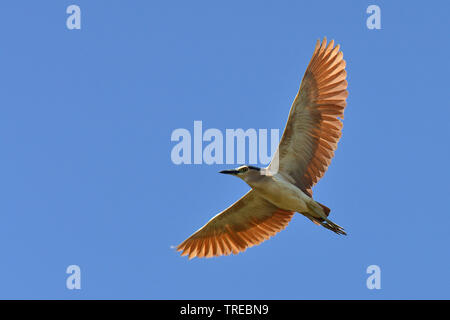 Night Heron Nankeen ; Bruant (Nycticorax caledonicus hilli), en vol Banque D'Images